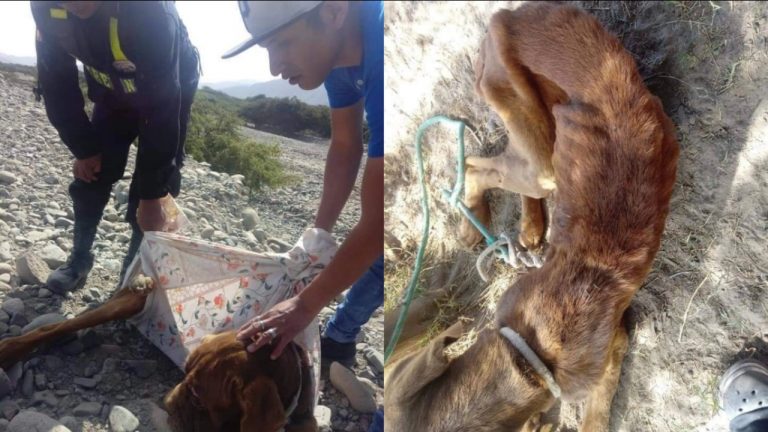Así rescataron a Pluchog, un perro abandonado amarrado a un árbol a punto de morir en Nasca (fotos y video) - Ica