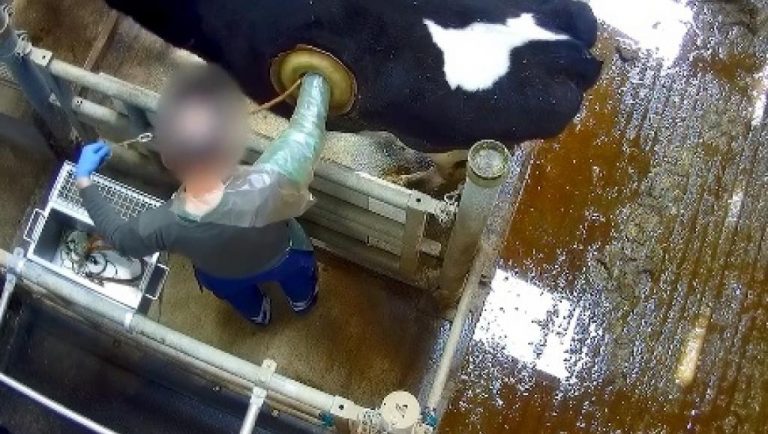 Vacas con agujeros en el lomo: vuelve el escándalo a la ganadería de Francia - Internacional