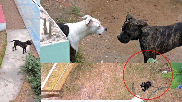 Ica: dos pitbulls sueltos en Los Viñedos matan a un gatito y causa temor en vecinos (fotos) - Ica