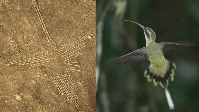 Japoneses descubren la identidad real de las aves dibujadas con las Líneas de Nasca - Cultura