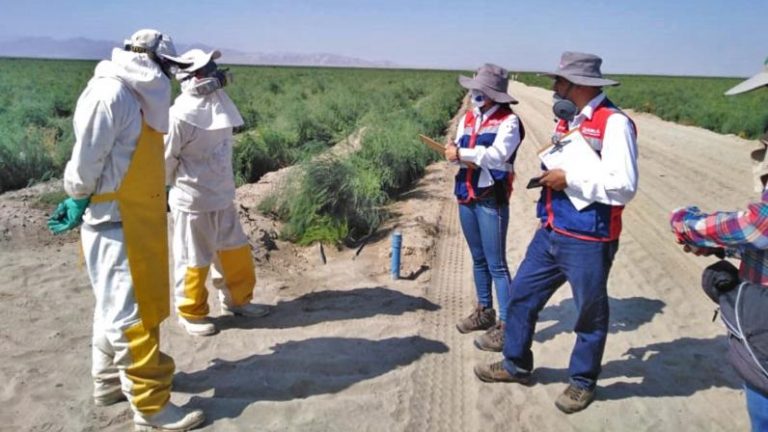 Sunafil ingresa a grandes fundos agrícolas de Ica y encuentra deficiencias - Ica