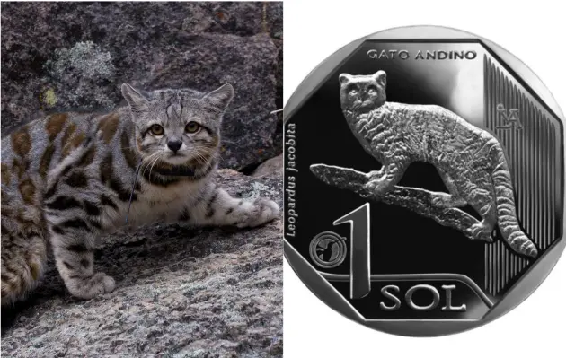 BCR presenta moneda alusiva al gato andino, una especie en peligro de extinción - Perú