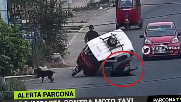 Un perro a velocidad tropieza con mototaxi y causa accidente en Parcona (video) - Ica