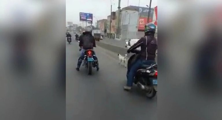 Motociclistas detienen el tránsito de la Panamericana Norte para permitir el paso de un perro - Entretenimiento