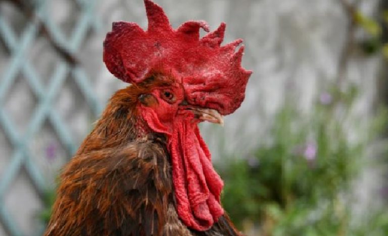 Gallo acusado de «cantar demasiado temprano» ganó juicio - Entretenimiento