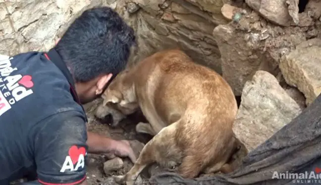 Perro cava entre los escombros de derrumbe para salvar a cachorros - Entretenimiento