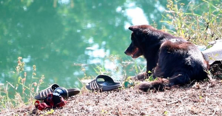 Perrito espera a su dueño que entró al río sin saber que murió ahogado - Entretenimiento