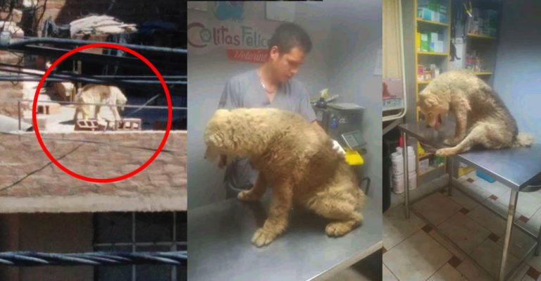 Ica: Rescatan a perro a punto de morir de calor y hambre en un azotea - Ica