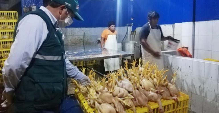 Senasa interviene centros clandestinos de faenamiento de aves en Chincha - Ica