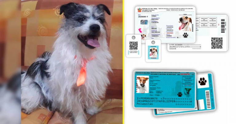 Reniac: la nueva página de identificación para mascotas causa sensación en redes - Entretenimiento