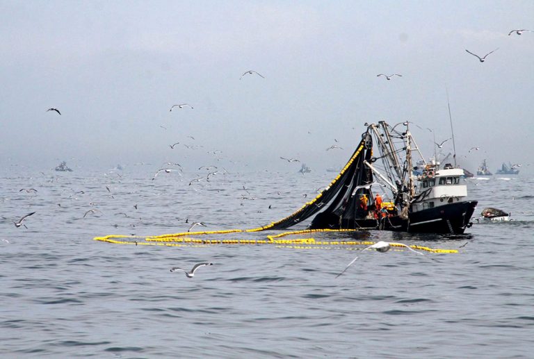 Produce suspende pesca de anchoveta por 10 días entre Trujillo y Nasca - Perú