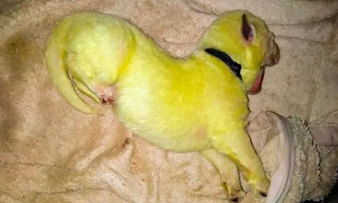 Perra pare ocho cachorros y uno de ellos nace de color fluorescente (FOTOS) - Entretenimiento