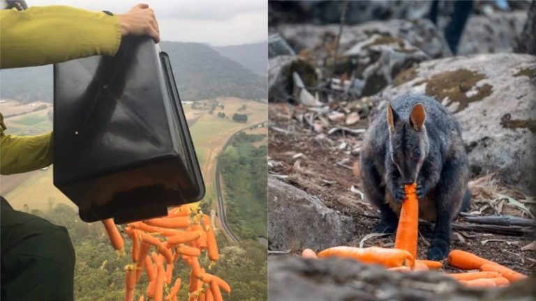 Australia emprende la ‘Operación ualabí’: lanzar zanahorias desde helicópteros para la fauna azotada por el fuego - Entretenimiento