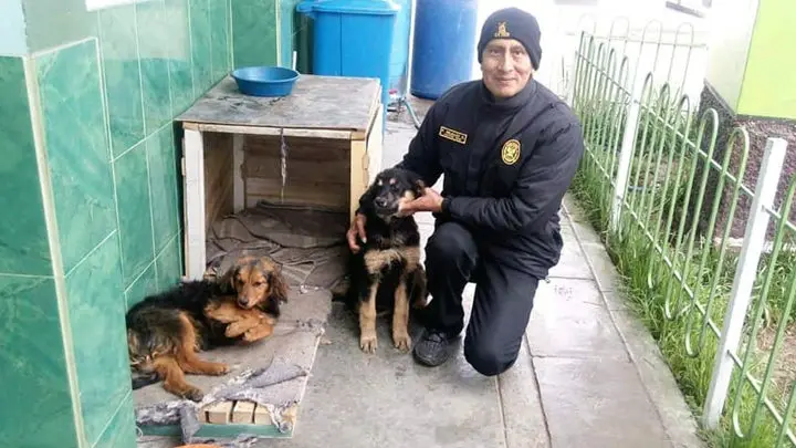 Cerro de Pasco: policía construye viviendas para que perros sin hogar no pasen frío (FOTOS) - Entretenimiento