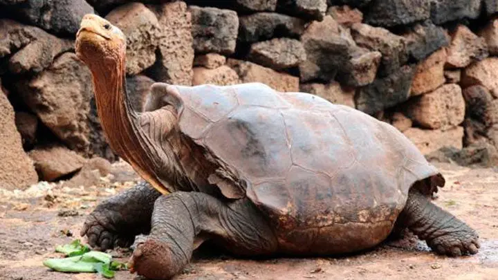 Diego, la tortuga que salvó a su especie de la extinción debido a su enorme apetito sexual - Entretenimiento