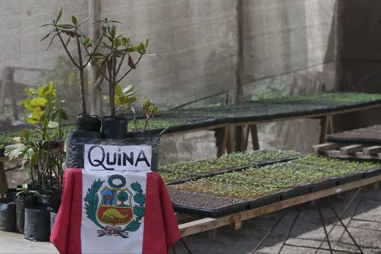 Fármacos provenientes del árbol de la quina podrían vencer al coronavirus - Perú