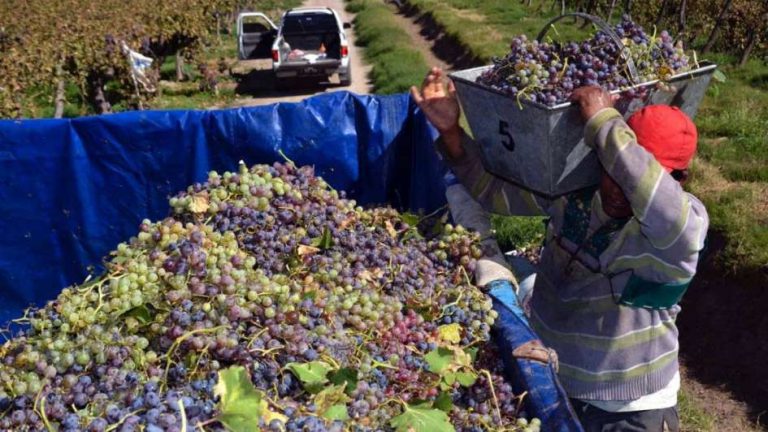 Ica fue la región que más exportó su producción agropecuaria - Perú