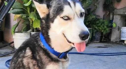 Max, perrito que vendía cupcakes para pagar sus medicinas, pierde la lucha contra el cáncer - Entretenimiento