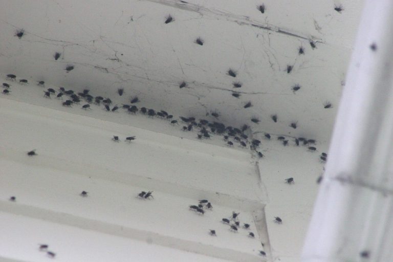 Plaga de moscas invade viviendas y calles de Ica y distritos - Ica