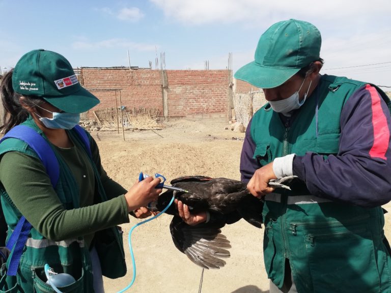 Senasa vacunará aves de forma gratuita en Ica hasta octubre 2020 - Perú