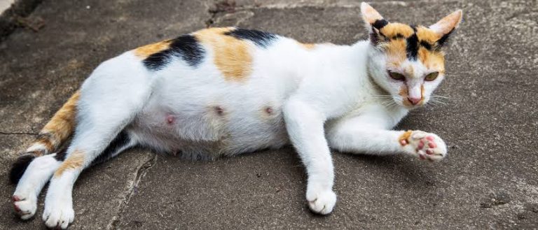 Gata asiste a su primera ecografía junto a su humana y se entera que tendrá 4 bebés - Entretenimiento