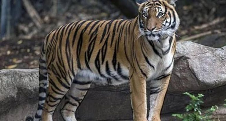 Tigre da positivo para COVID-19 en un zoológico de Nueva York - Entretenimiento