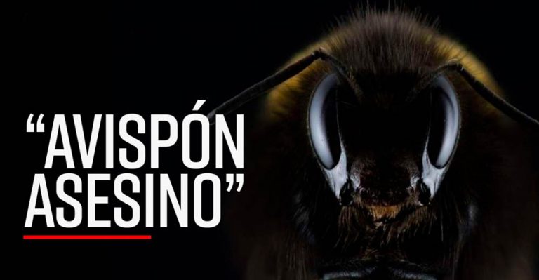 Los «avispones asesinos» la plaga mortal que causan alarma en EE.UU. - Internacional