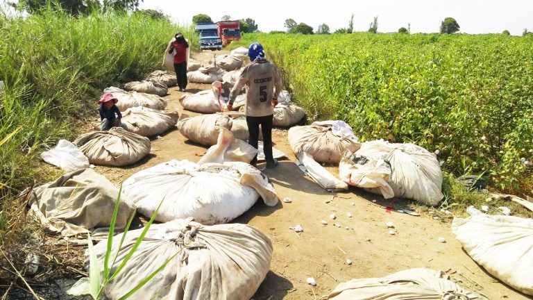 Ante pandemia fijan precio del quintal de algodón a S/130 en Pisco - Perú