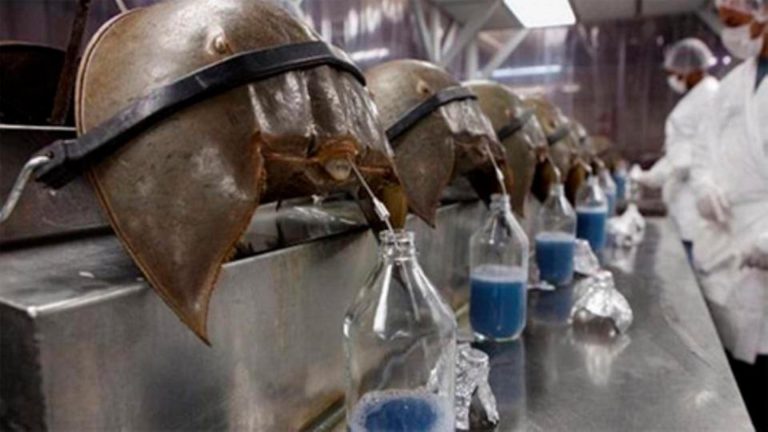 Farmacéuticas llevan a la extinción al cangrejo de sangre azul, fósil viviente de 475 millones de años - Entretenimiento