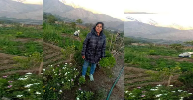Día del Campesino: Pequeña productora iqueña en tiempos del Covid-19 - Perú