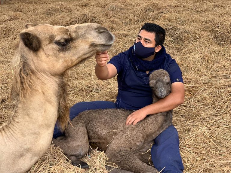 Juanito: El primer dromedario recién nacido en el desierto de Ica por ende ¡iqueño y peruano! - Perú