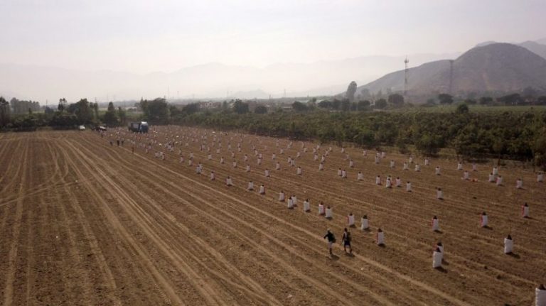 Abuso en Ica: Intermediarios quieren pagar 15 centavos por kilo de papa a pequeños productores - Perú
