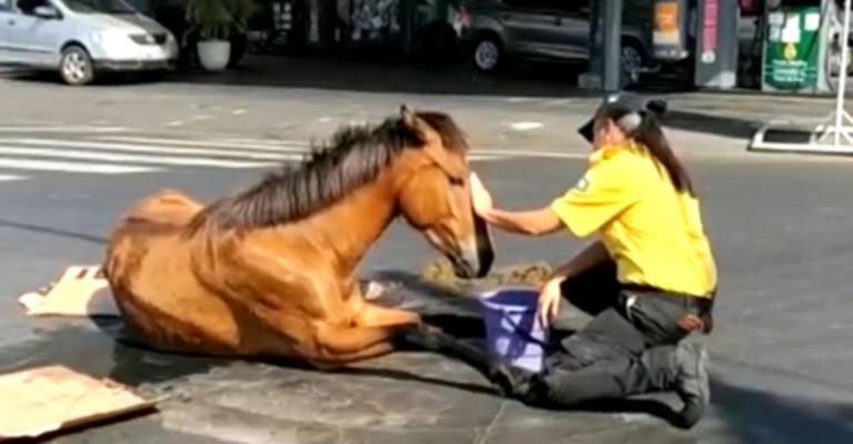 Agente de tránsito detiene su labor para auxiliar a yegua que sufrió un accidente en plena pista (VIDEO) - Entretenimiento