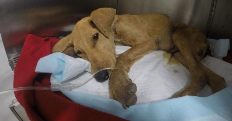 El último adiós a “Weichafe”, el perrito fallecido tras sufrir abuso en Chile (VIDEO) - Entretenimiento