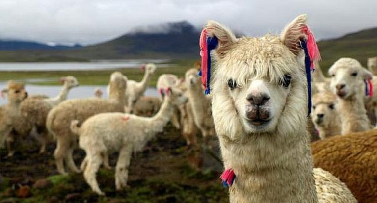 Hoy se celebra en el Perú el Dia Nacional de la Alpaca - Cultura