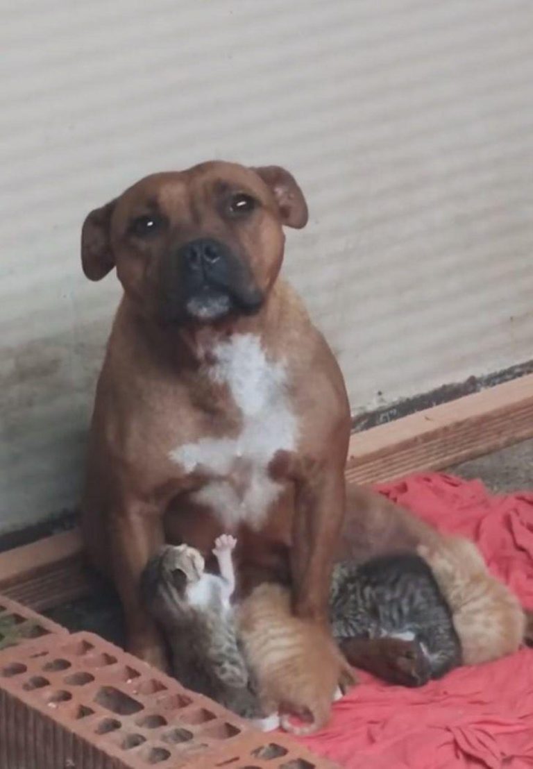 Mamá pitbull adopta a una camada de gatitos huérfanos que fueron rescatados - Entretenimiento