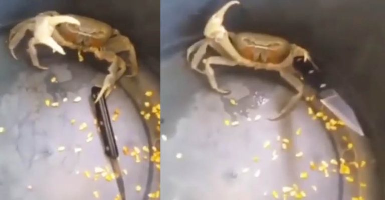 Cangrejo toma un cuchillo y se defiende para no ser cocinado (Video) - Entretenimiento