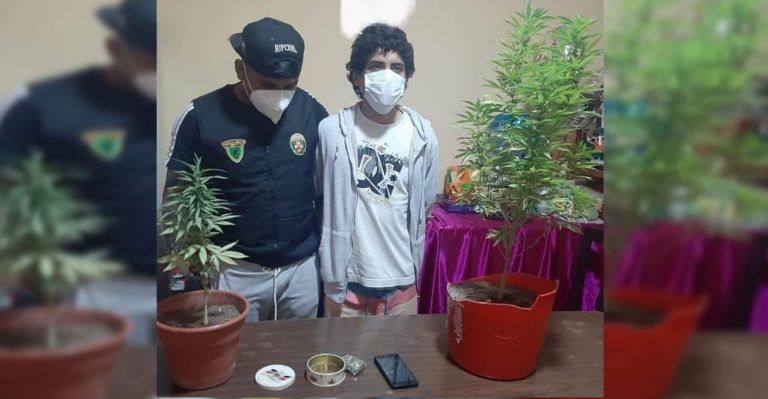 Ica: Intervienen a joven con sus dos macetas de cultivo de marihuana - Ica