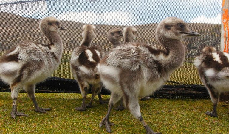 Puno: renace el Suri, un ave amenazada por la extinción (FOTOS) - Entretenimiento