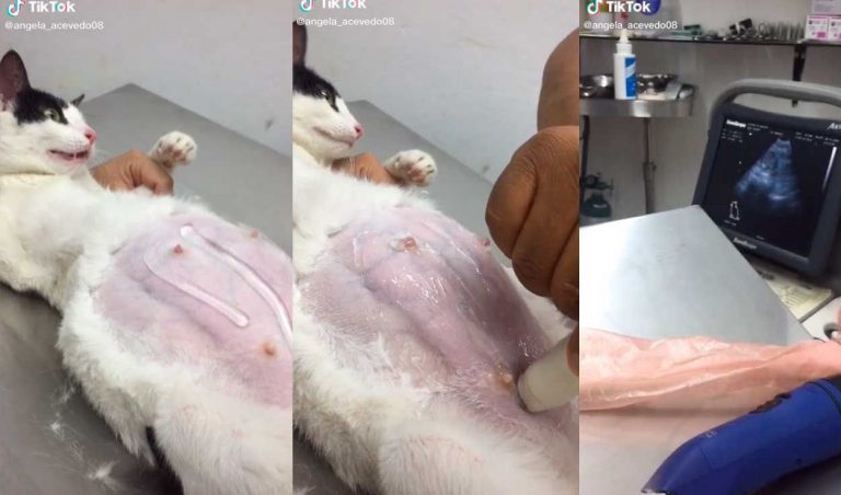 Hace ultrasonido a su gata preñada y las primeras imágenes de sus bebés conmueven a miles - Perú