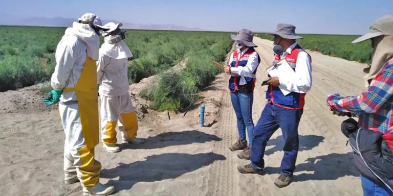 Designa a nuevo superintendente de Sunafil en Ica tras paro agrario - Perú