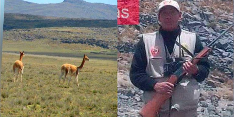 Hallan sin vida con impacto de bala a guardaparques que cuidaba vicuñas en Ayacucho - Perú