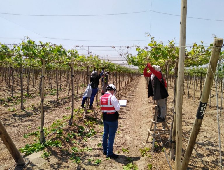 Sunafil envía 50 nuevos inspectores a Ica para reforzar su acción fiscalizadora - Perú