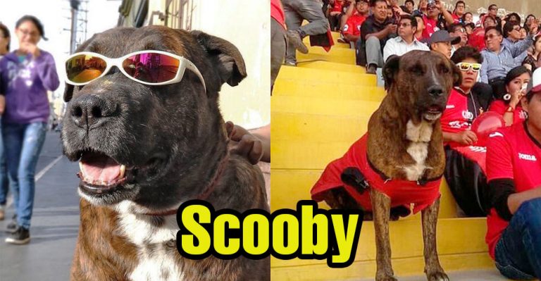 Cremarán a Scooby, el emblemático perro de Arequipa que murió este sábado - Perú