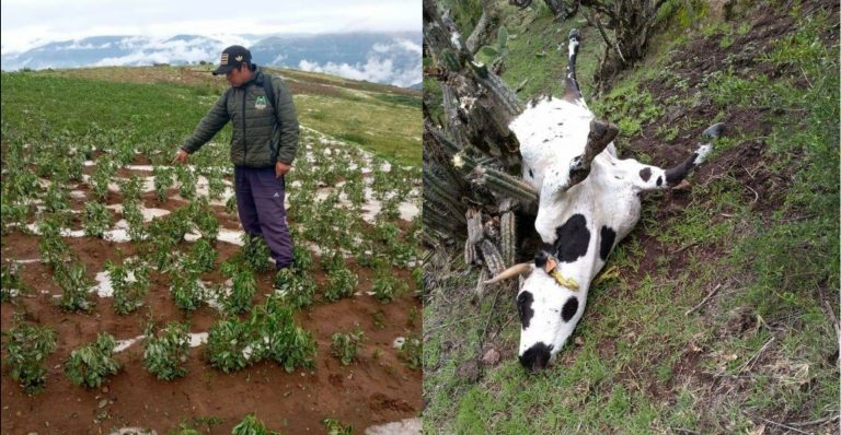 Rayo mata animales y lluvias torrenciales destruyen cultivos en Ayacucho - Perú