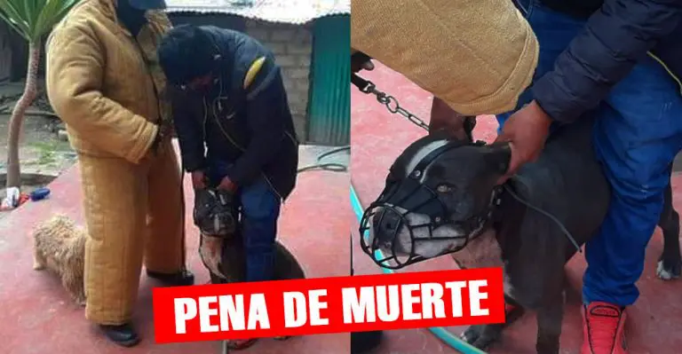 Sacrificarán a los dos perros pitbull que mataron a un niño de 6 años en Arequipa - Perú