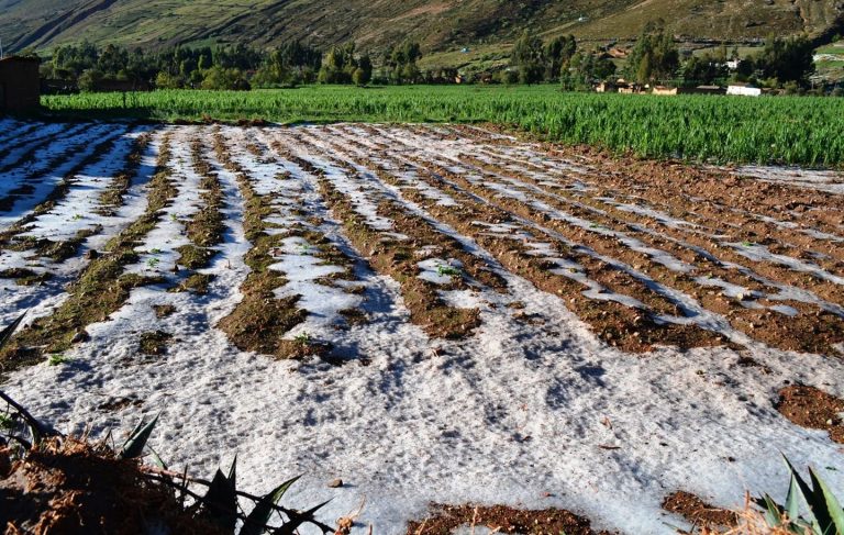 Ayacucho: Granizada destruye cultivos en el distrito de Vinchos - Perú