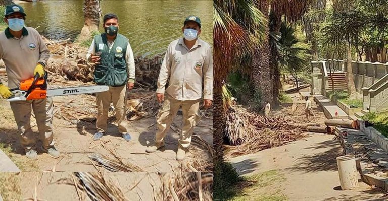Guardaparques talaron viejas palmeras de la Huacachina - Ica