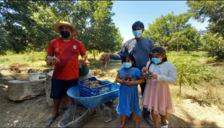 Ica: Precio de la uva está por los suelos y golpea a pequeños agricultores - Ica