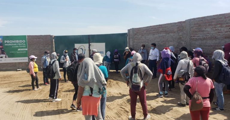 Ica: Agroexportadora Cultivares S.A.C despide cerca de 50 trabajadores de manera arbitraria - Ica
